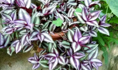 吊竹梅（草本植物）