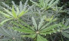 孔雀木（木本植物）