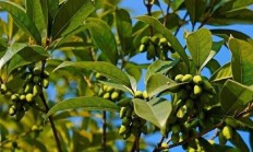 木樨树的果子属于什么典型的果子？