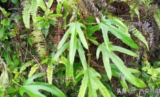 五指毛桃粗的仍旧细的好？