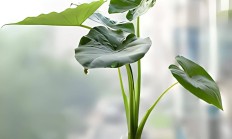 滴水观音（草本植物）