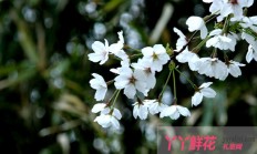 梨花花语(彼岸花花语)