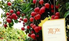 丹荔什么功夫见“白点”？怎样促花？