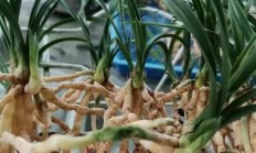 墨兰花的根是什么格式的？