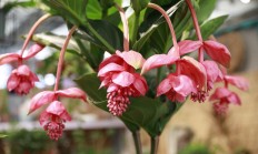 宝莲灯花（木本植物）