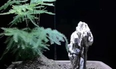 怎样创造文竹盆景？