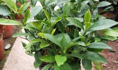 小叶栀子（木本植物）