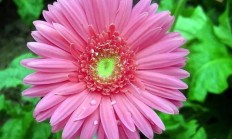 欧洲菊花的工效效率是什么？
