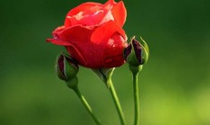 花的品种大全？