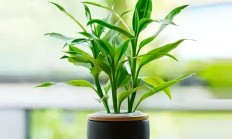 富贵竹（草本植物）