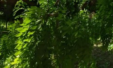 榆树（木本植物）