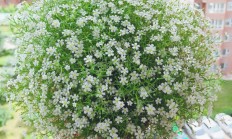 星花，星花凤梨