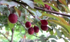 红叶李的果子能不许食用？证明因为？