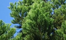 青松树图片(青松树图片写话)