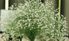 满天星培植:什么功夫最符合培植满天星？
