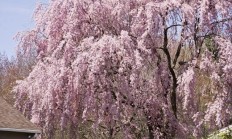 这是樱花草案吗？