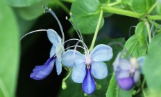 蓝蝴蝶（木本植物）
