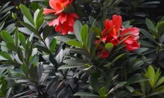 映山红红茶花有毒吗能在教养吗？