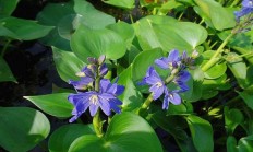 雨久花（水生植物）