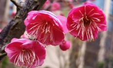 梅花（木本植物）