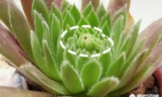 这是一个绽放的情节吗？开花后你会死吗？我应该怎么办？