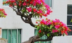 三角梅有哪些符合盆栽、勤花的种类？