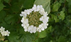琼花（木本植物）