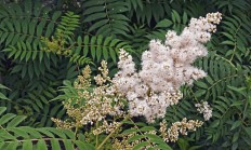 珍珠梅（木本植物）