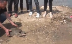 南阳被捉的46斤世纪巨鳖究竟是只什么鳖，干什么能长那么大？