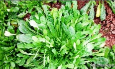 罗汉菜能在哪些场合培植？商场远景怎样？