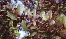 紫叶李（木本植物）