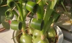 虎眼万年青(虎眼万年青抗癌)