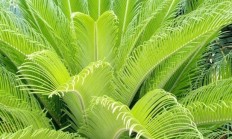 天井里种哪些植被不妨一年四序都有绿色？什么植被冬天零下十度不落叶？