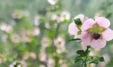小木槿（木本植物）