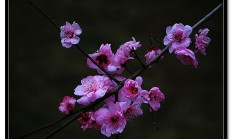 梅花长什么样子图片，梅花叶子图片