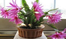 蟹爪兰是喜阴植被，仍旧喜阳植被？