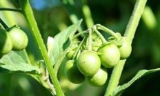 国药龙葵果效率有哪些？