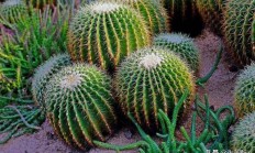 植被的课文300字？