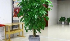 客堂大，脸盆栽啥花好？