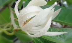 白兰花（木本植物）