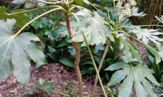 八角金盘（木本植物）