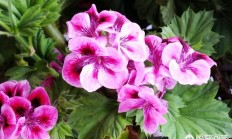 最佳的家养驱蚊植被花是什么？