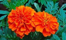 万寿菊花:万寿菊花，有什么作用和功效呢？