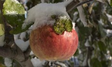 甘肃这场春雪，会对着花的果木有何感化？
