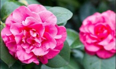 茶花花的花语和含义？