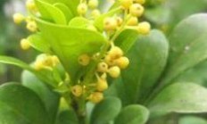 米兰花长怎么办的?图片?怎样繁育？