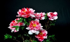 华夏花草协会开票定国花，您介入了吗？