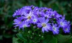 瓜叶菊（草本植物）