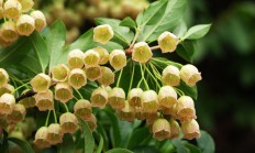 灯笼树（木本植物）