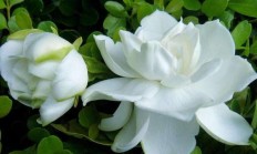 什么花比拟香，符合家里养？
